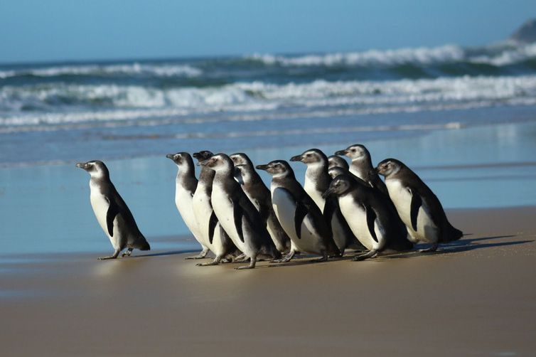 pinguins em reabilitação