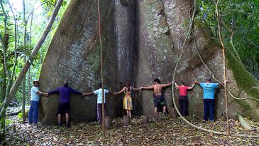 Samaúma gigante, Alter do Chão, Pará.