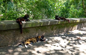 Rio de Janeiro (RJ), 19/03/2023 - Gatos soltos no entorno do Parque Nacional da Tijuca. Foto:Vitor Abdala/Agência Brasil