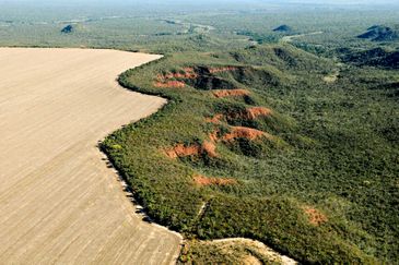 Brasília (DF) 29/02/2024 - Cerrado: cresce o desmatamento, aumenta o risco de colapso hídrico
Foto: Adriano Gambarini/WWF Brasil/Divulgação